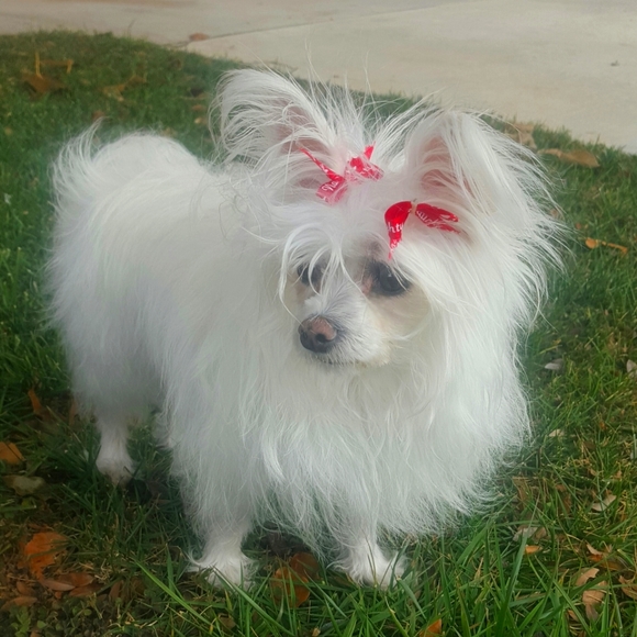 About Sazzle Dazzle✅️FOLLOW LIKE ❤️ Main Listing For Live Show Notifications - Picture 3 of 16